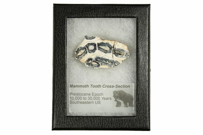 Mammoth Molar Slice With Case - South Carolina #335357